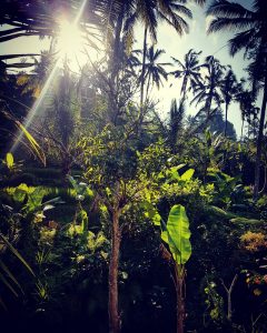 Natuur Bali